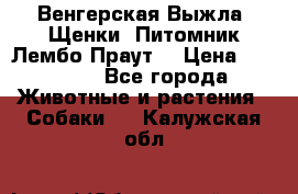 Венгерская Выжла. Щенки. Питомник Лембо Праут. › Цена ­ 35 000 - Все города Животные и растения » Собаки   . Калужская обл.